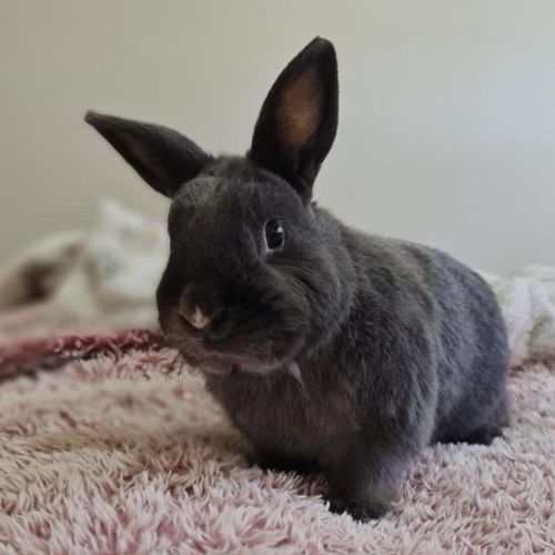 🐰Charlie🐰 (Located in Flemington)