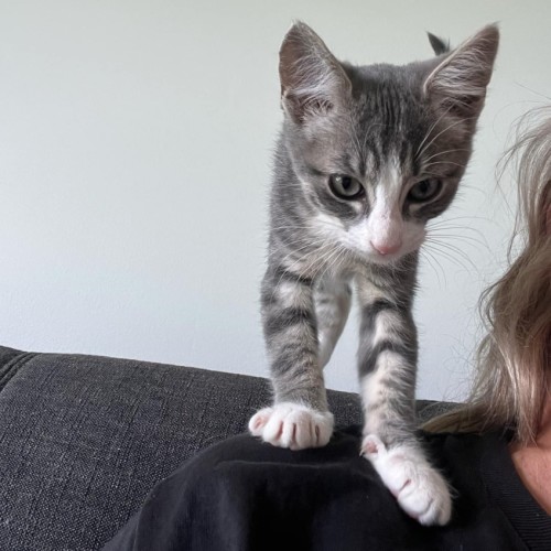 Indi**2nd Chance Cat Rescue**