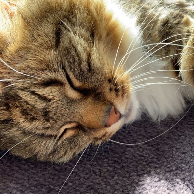 Photo of 🎀🎀🎀Puss Puss🎀🎀🎀