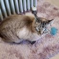 Photo of Smudge