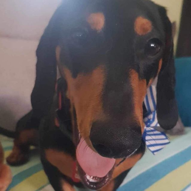 Photo of Ziggy Pupppy