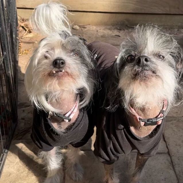 Photo of Tillie & Aisla   Chinese Crested