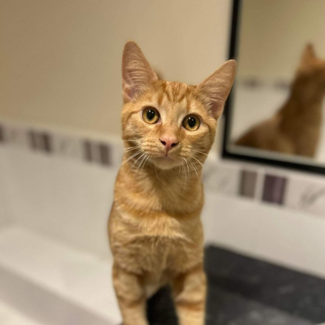 Photo of Toffee   Located In Pakenham