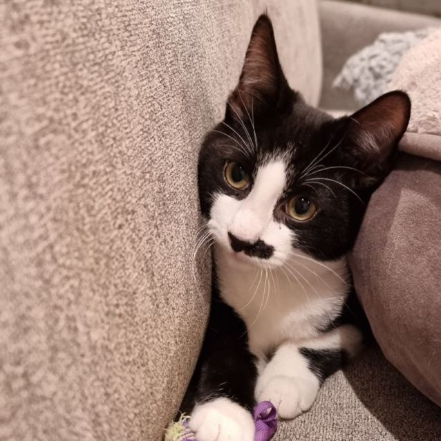 Photo of Monsieur Paul 💙