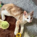 Photo of Kovu ** 2nd Chance Cat Rescue **