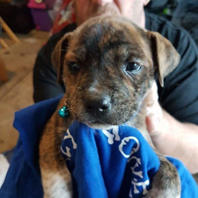 Photo of Tonka