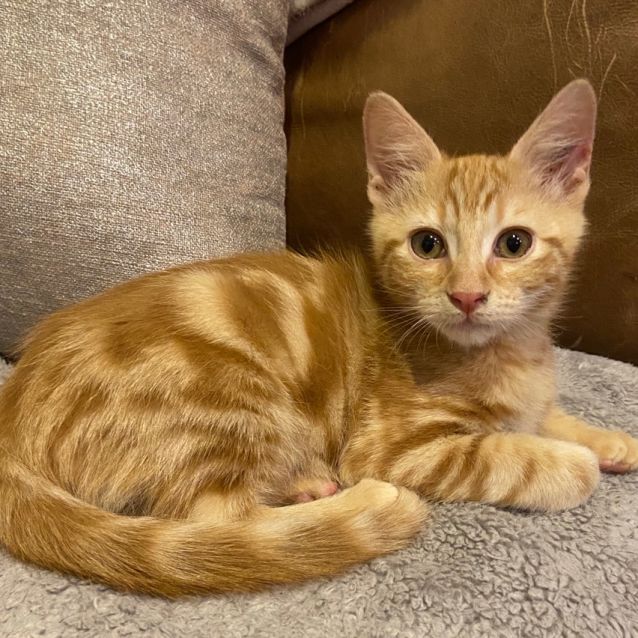 Photo of Karma (Please Consider Kismit Too)