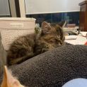 Photo of Vienna **2nd Chance Cat Rescue **