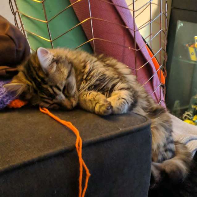 Photo of Harriet ✨