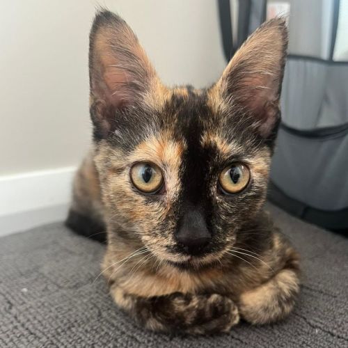 Maple