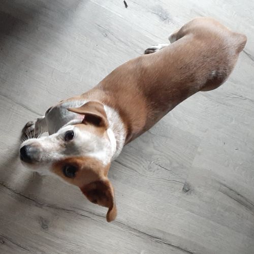 Lulu 
