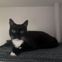 Photo of Zorro
