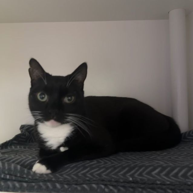 Photo of Zorro