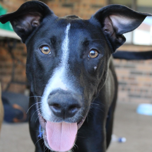 Storm ~ 8mo Great Dane X(On Trial 5/6/21)