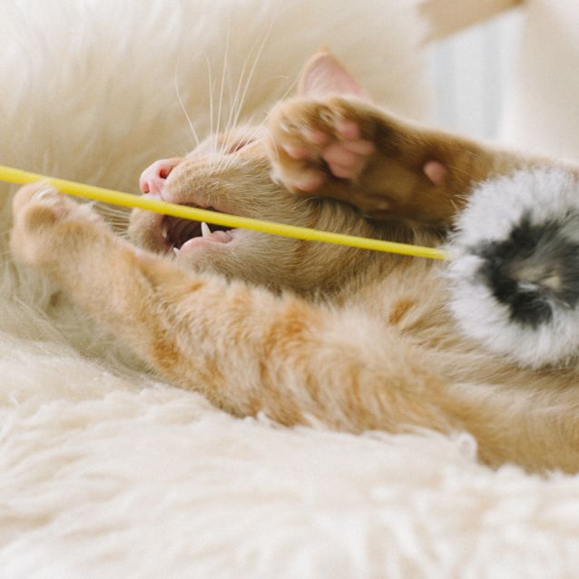 Photo of Tigger & Shmoo