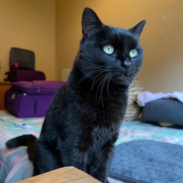 Photo of Miss Kitty   Can Deliver To You