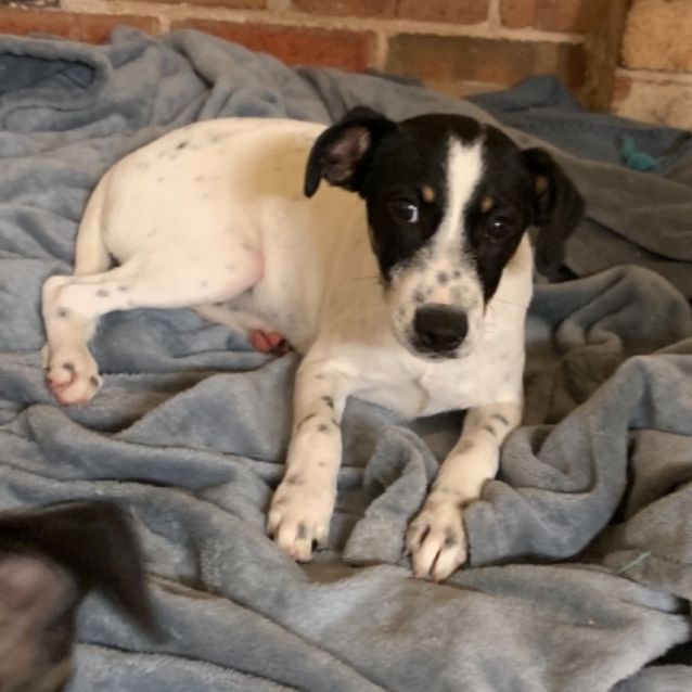 Photo of Skippa (Now On Adoption Trial)
