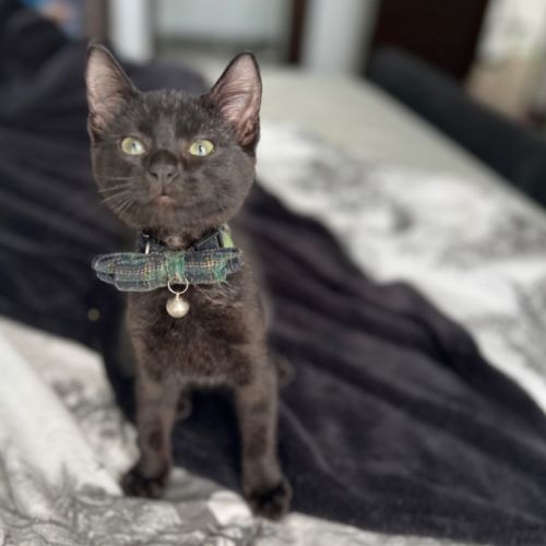 Hazel