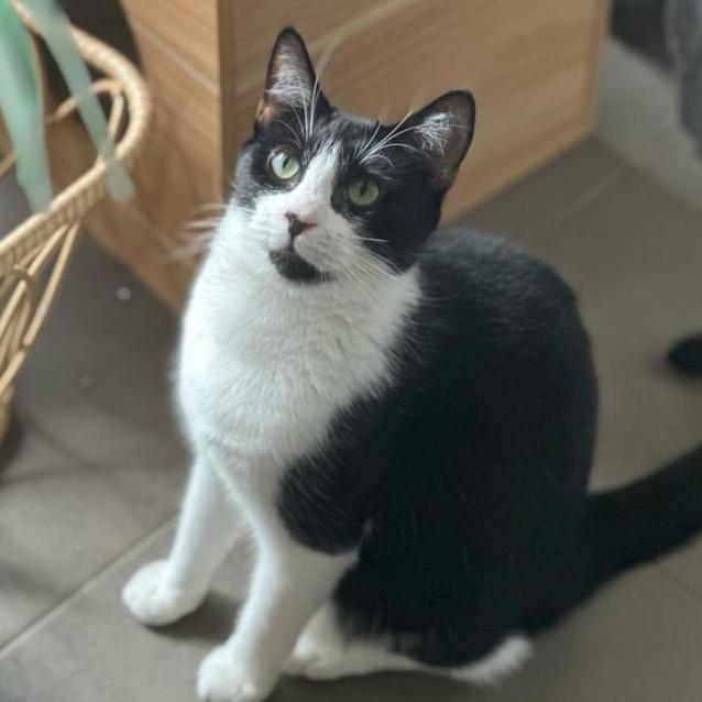 Photo of Mickey 🐈‍⬛