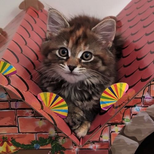 Toffee ^Dandy Cat Rescue^