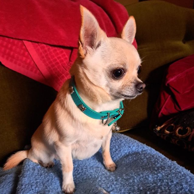 Stanley - 1 Year Old Chihuahua x Foxy (Trial) - Small Male Chihuahua Dog in  NSW - PetRescue