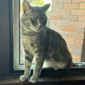 Photo of Smokie
