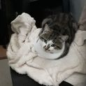 Photo of Jafer