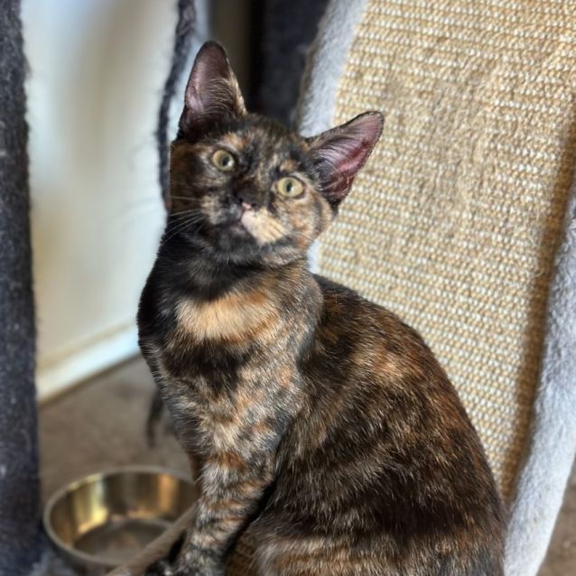 Photo of Ada **2nd Chance Cat Rescue**