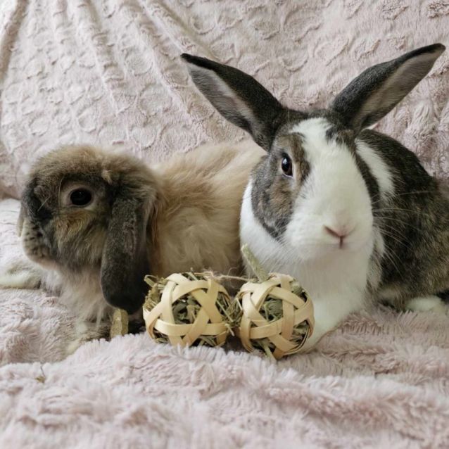 Photo of Honey & Brayden (Located In Wantirna South)