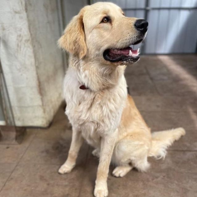 Golden retriever hotsell x maremma