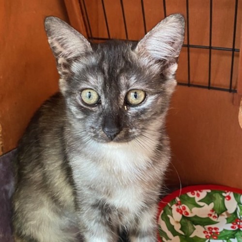 No photo for Pudiatia