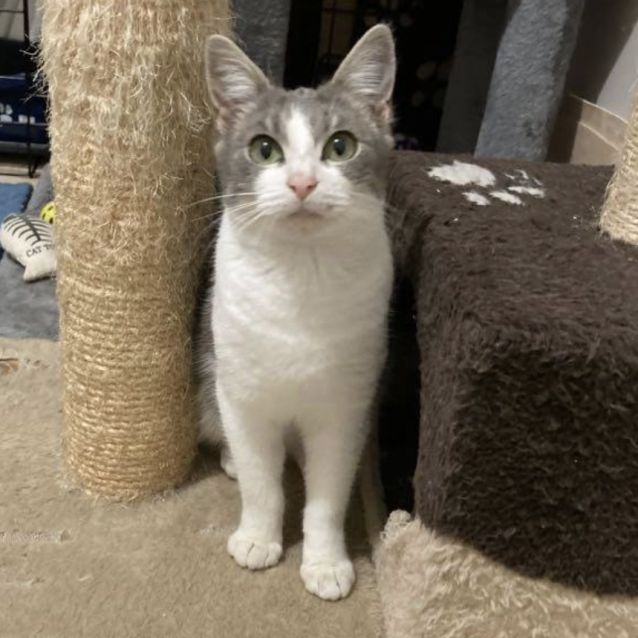 Photo of Aspen 