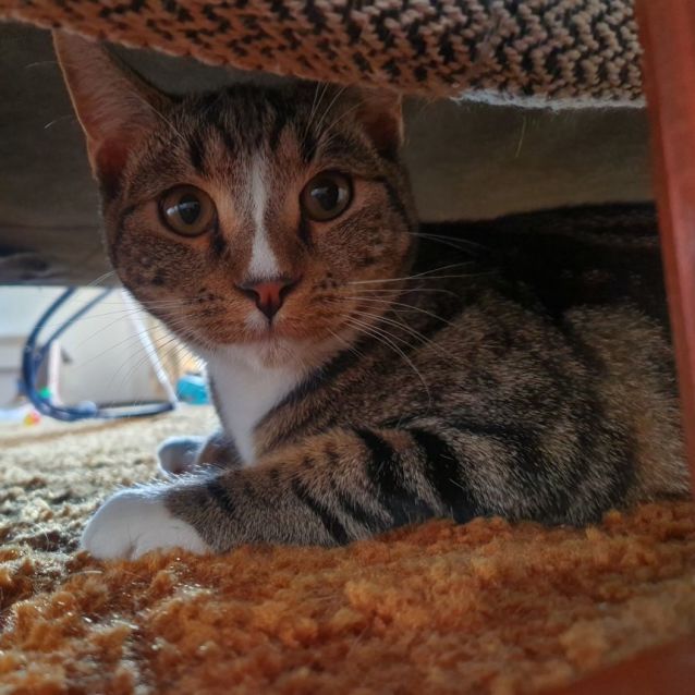 Haru Meet me Petbarn Camberwell! Male Domestic Short Hair Cat in