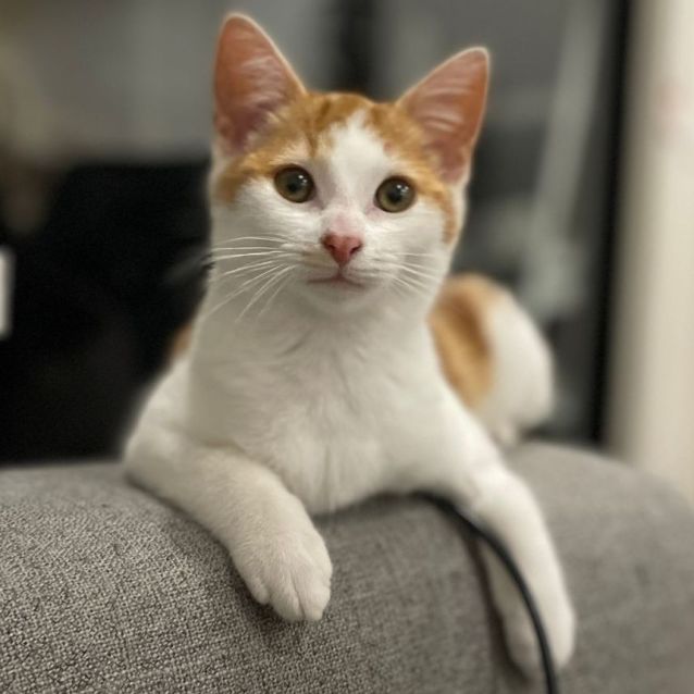 Photo of Bronson ^^Dandy Cat Rescue^^