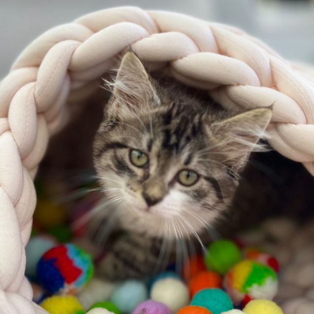 Photo of 🧁 Cupcake 🧁