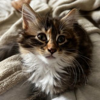 Female Domestic Medium Hair Cat