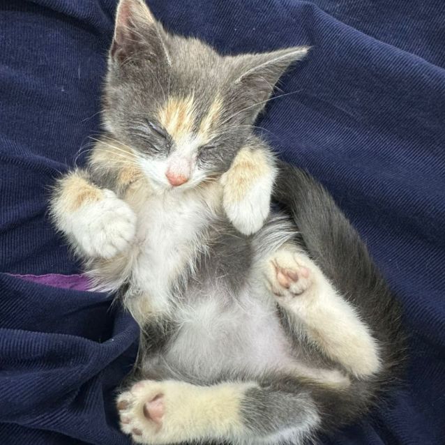 Photo of Freya 