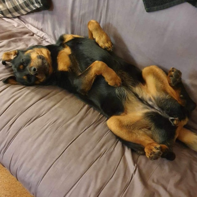 Rottie Roo Roo - Large Female Rottweiler Dog in VIC - PetRescue