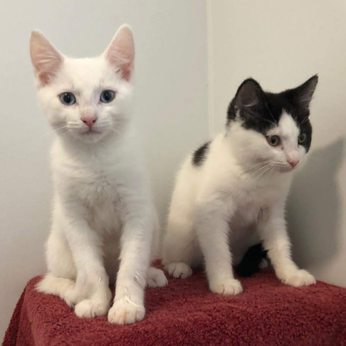 Alfie (white boy) and Nova 