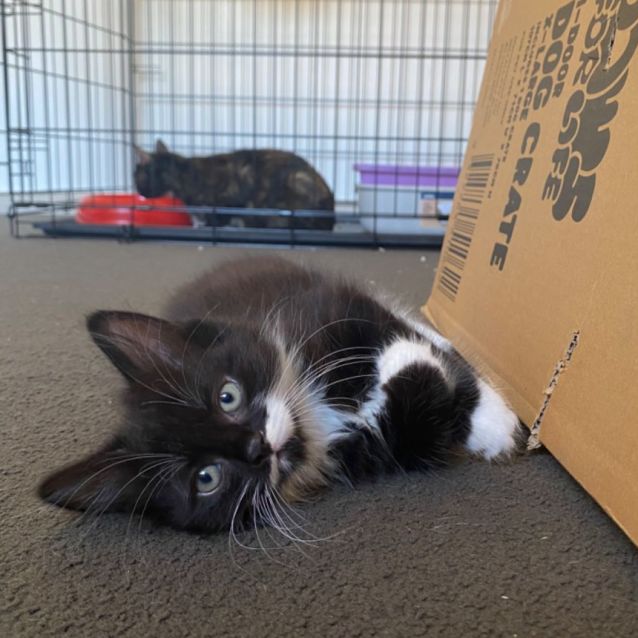 Photo of Cookie **2nd Chance Cat Rescue**