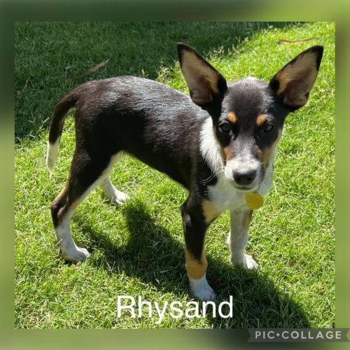 Rhysand