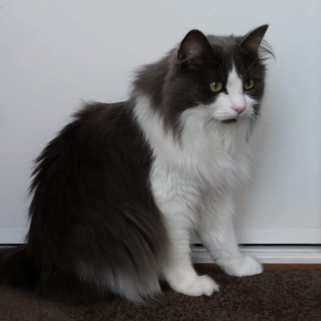 Photo of Luxurious Princess Frankie 