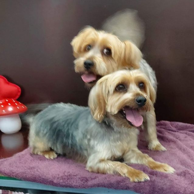 Photo of Dino & Dusty