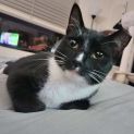 Photo of Pepper 