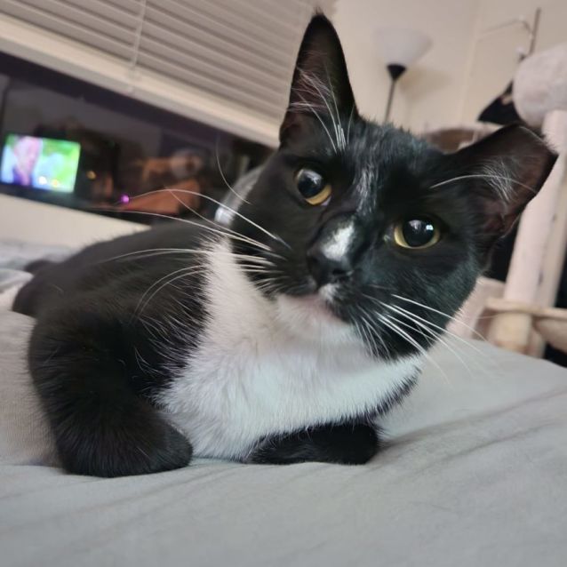 Photo of Pepper 