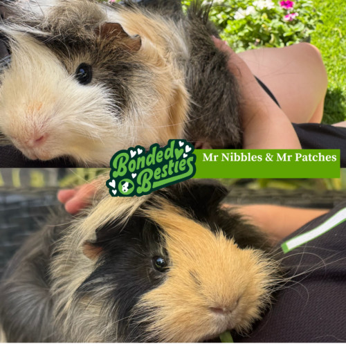 Mr Nibbles and Mr Patches