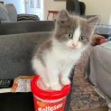 Photo of Oliver
