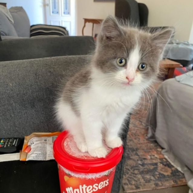 Photo of Oliver