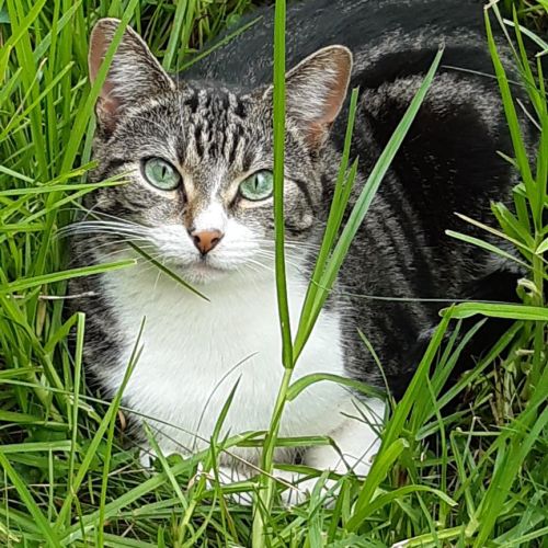 Jade ^^Dandy Cat Rescue^^
