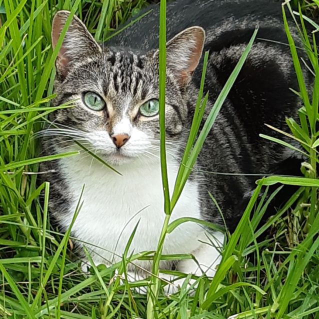 Photo of Jade ^^Dandy Cat Rescue^^